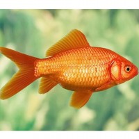 Карась золотая рыбка 10-12 см.