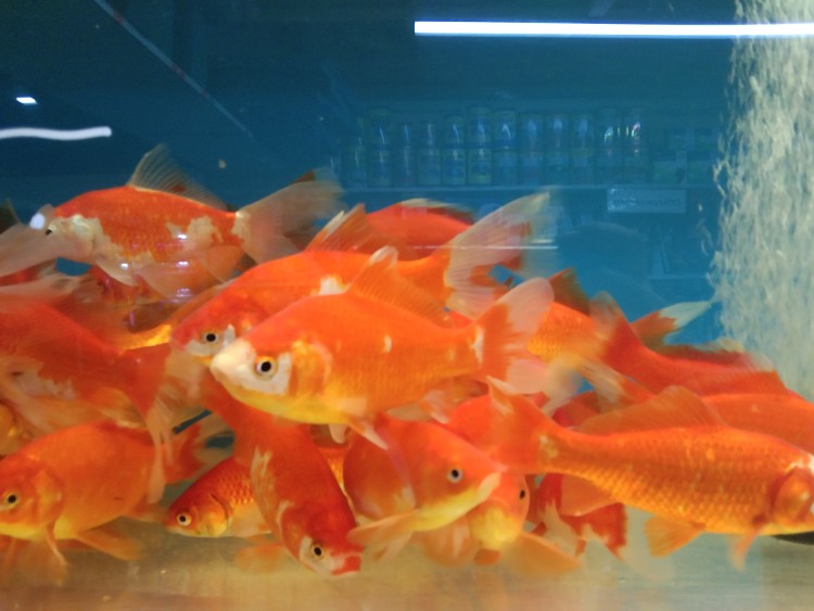 Карась золотая рыбка 13-15 см.